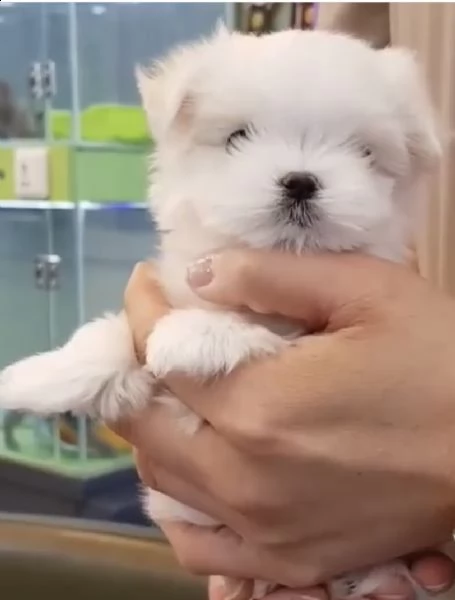 cuccioli di maltese favoloso e inteligente