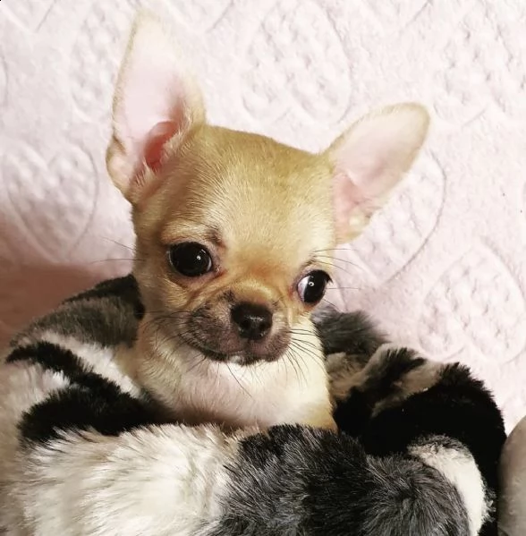 cuccioli di chiwawa teneri e buoni 