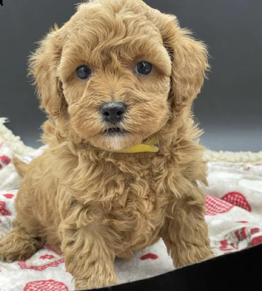 cuccioli di barboncini pazienti e teneri