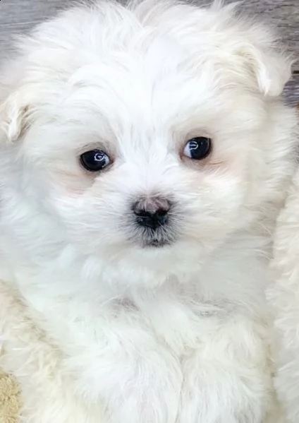 cuccioli di maltese intrigante e generosi 