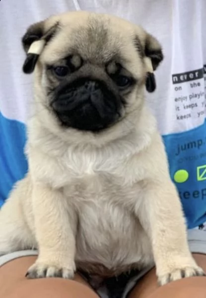 cuccioli di carlino simpatici e vivaci