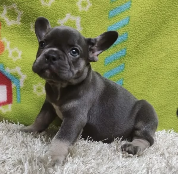 cuccioli di bull dog francese scuisiti