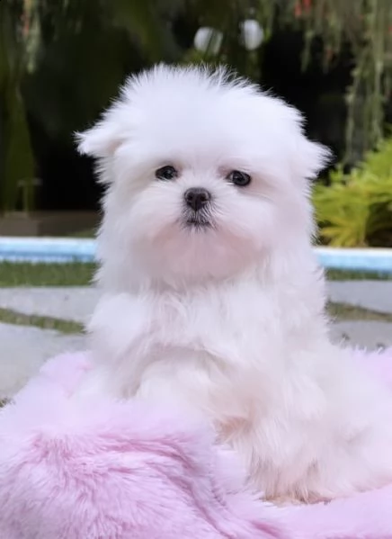 cuccioli di maltese morbidi e profumatissimi 