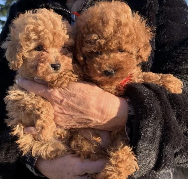 cuccioli di barboncini fenomenali e tranquilli