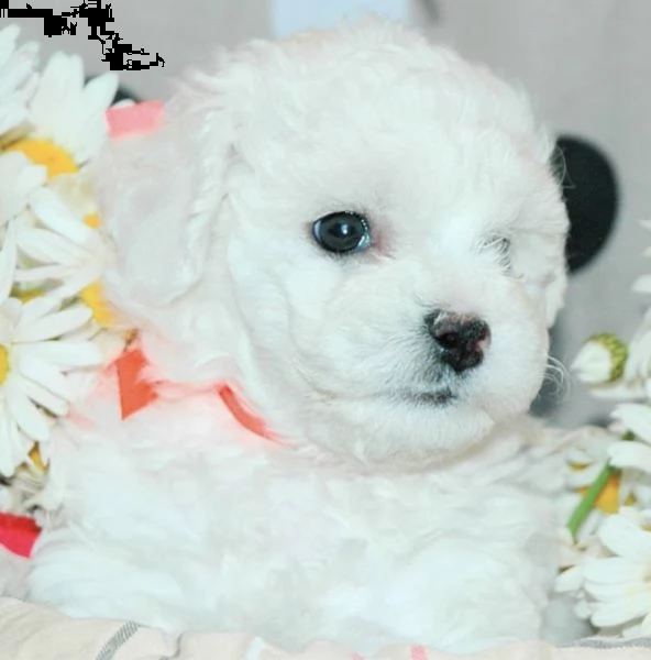 cuccioli di bolognese toy assicurati