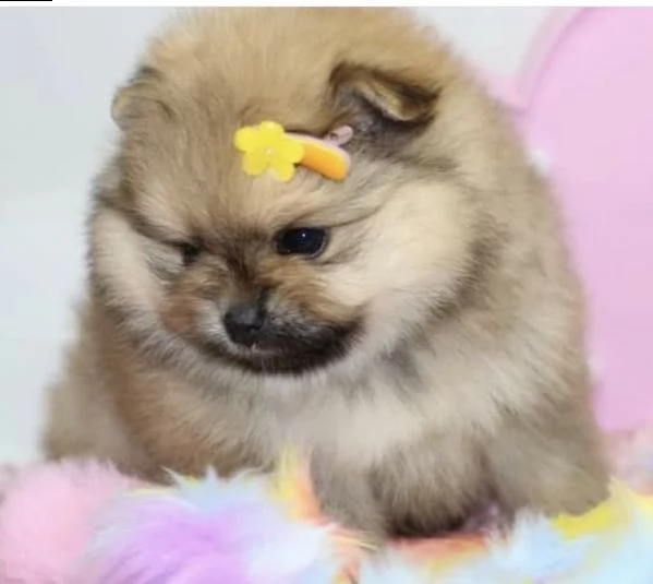 cuccioli di spitz di pomerania gioiosissimi 