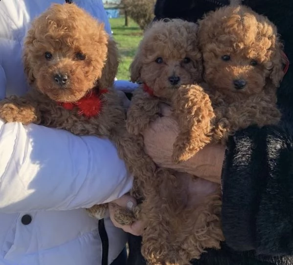 cuccioli di barboncini dolci e favolosi