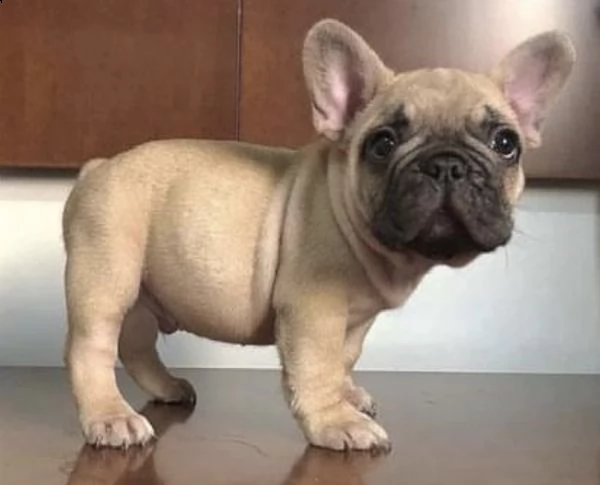 cuccioli di bull dog francese crema e nero
