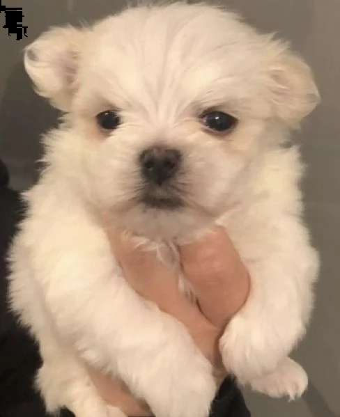 cuccioli di maltese simpatico
