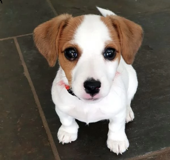 cuccioli di jakrusell ubidiente e educato