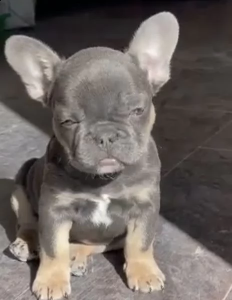 cuccioli di bull dog francese sereni
