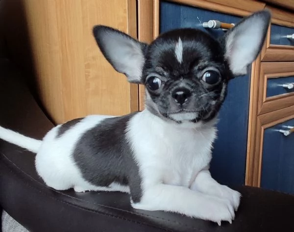 cuccioli di chiwawa bavettati