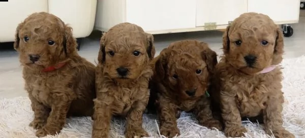 cuccioli di barboncini sempleci e perfetti