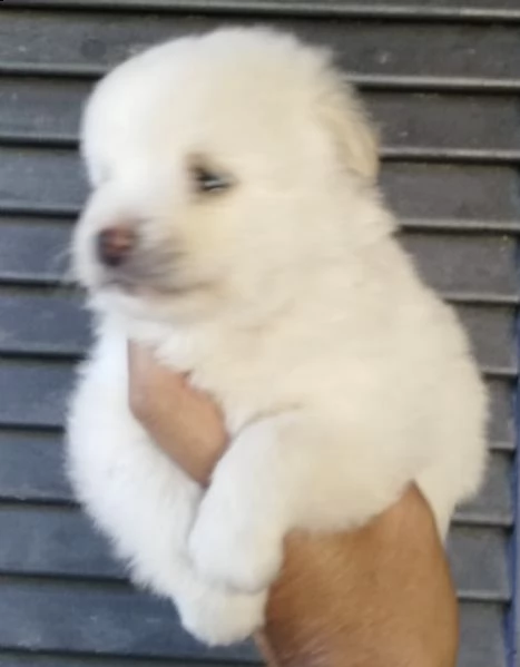 cuccioli di maltipoo dolce e calienti