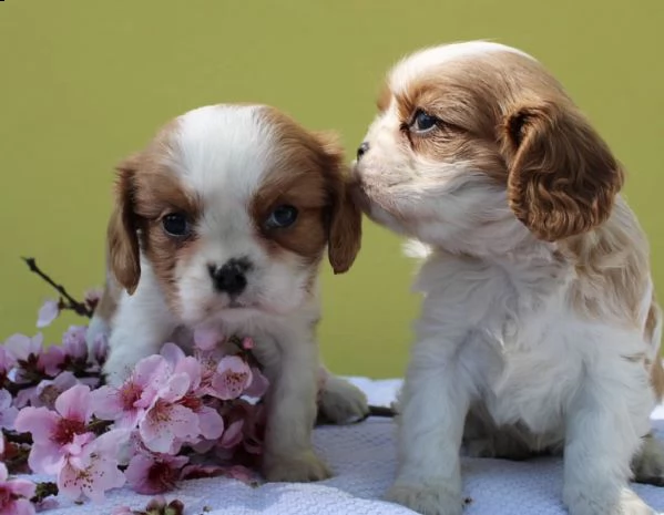 cuccuoli di cavalier king mozzafiati