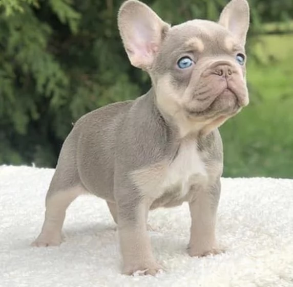 cuccioli di bull dog grancese occhi di ghiaccio