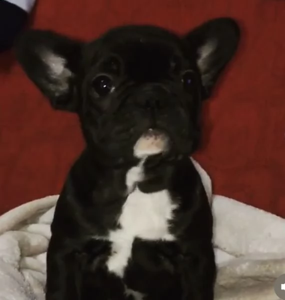 cuccioli di bull dog francese svelti e fenomenali