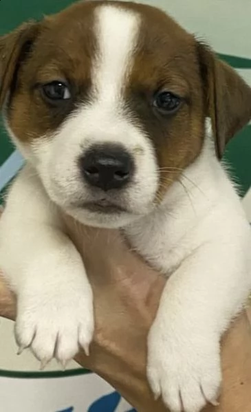 cuccioli di jakrusell sollevanti