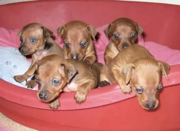cuccioli di pincer chiwawa sani e bellissimi 