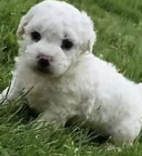 cuccioli di bishion frise teneri e geniali