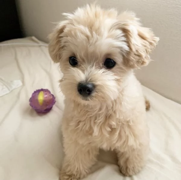 cuccioli di maltipoo generoso e gioioso