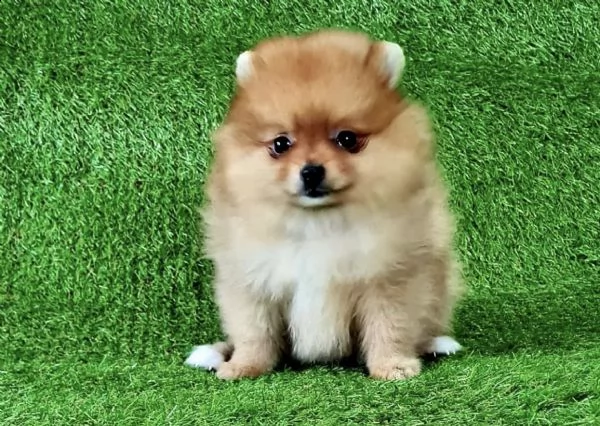 cuccioli di spitz mini toy genuini