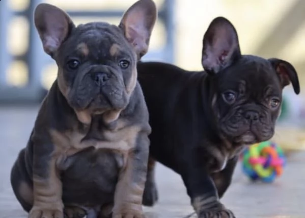 cuccioli di bull dog francese fenomeni