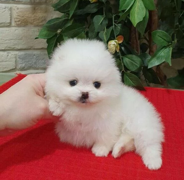 bianco spitz pomerania mini toy 