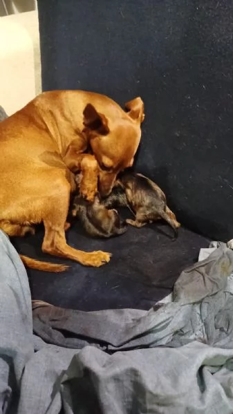 Zwergpinscher  | Foto 4