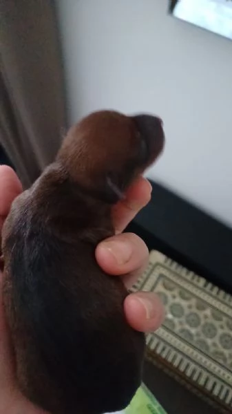 Zwergpinscher 