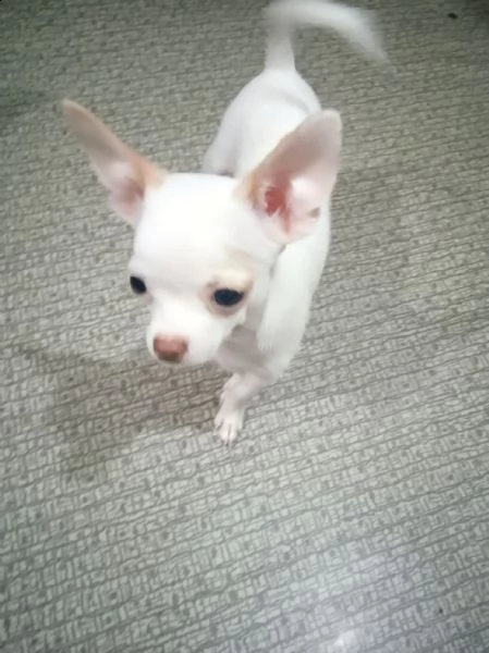 regalo cucciolo regalo cuccioli di chihuahua