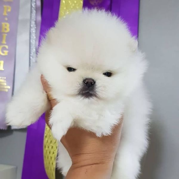 Regalo cucciolo Volpino Pomerania da Privato a OlbiaTempio cucciolo di