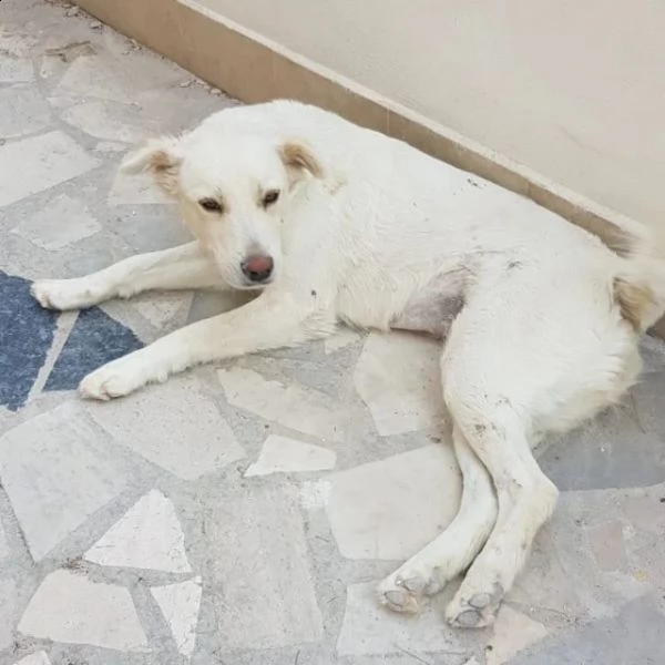 luna randagia rischia canile  | Foto 1
