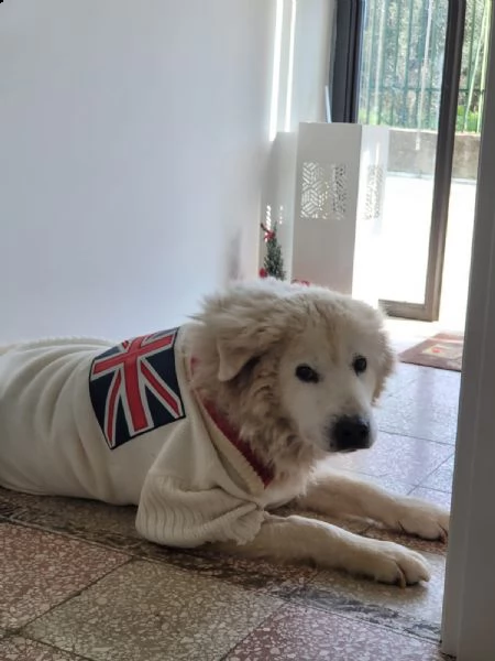 adozione del cuore cercasi  | Foto 0