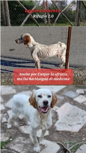 casper cerca adozione 