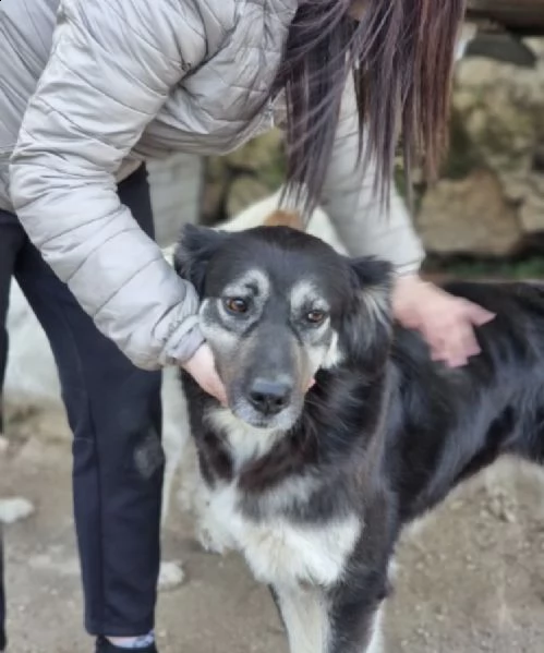 stella cerca urgentemente una famiglia 