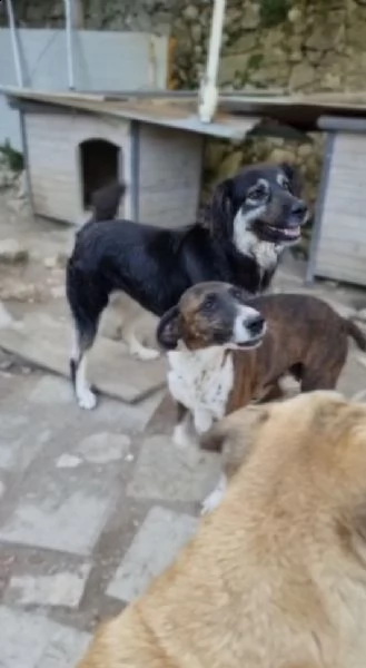 stella cerca urgentemente una famiglia  | Foto 6