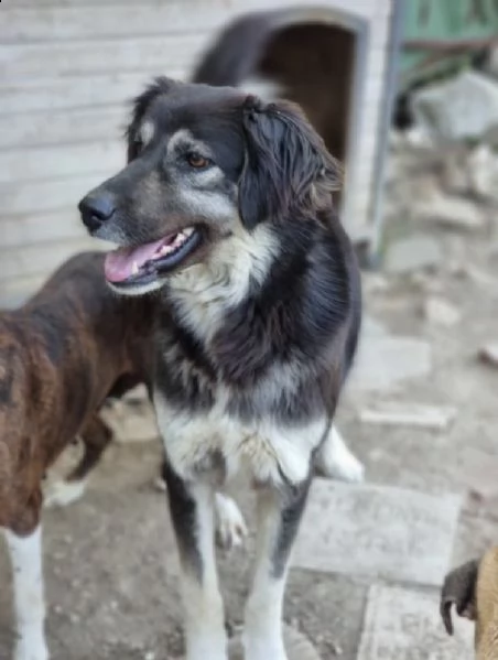 stella cerca urgentemente una famiglia  | Foto 3