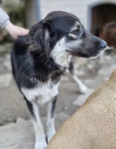 stella cerca urgentemente una famiglia  | Foto 0