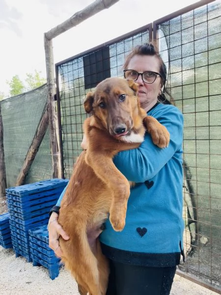 Cucciolo whisky cerca casa  | Foto 3