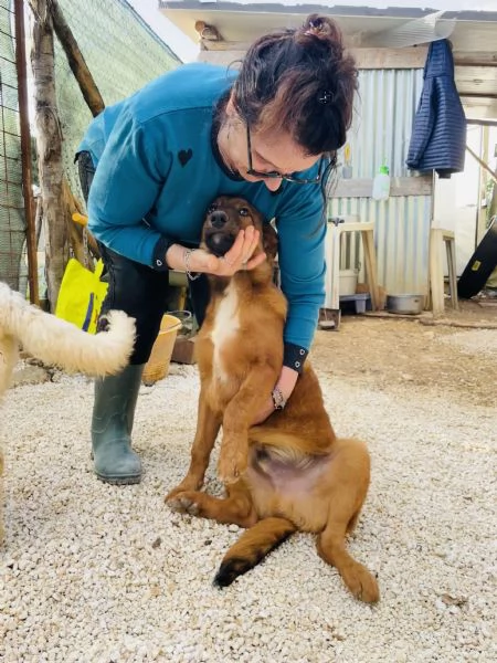 Cucciolo whisky cerca casa  | Foto 1
