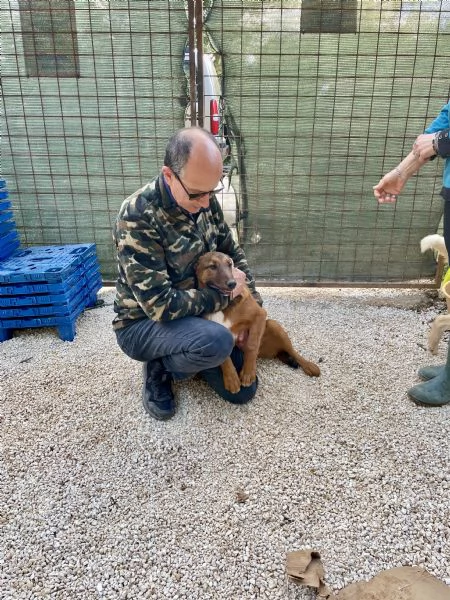 Cucciolo whisky cerca casa  | Foto 0