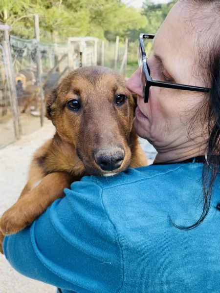 Cucciolo whisky cerca casa 