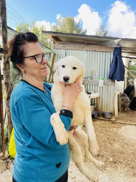 Cucciola Nala cerca casa  | Foto 6
