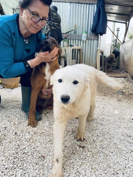 Cucciola Nala cerca casa  | Foto 5