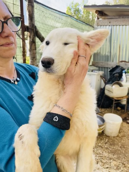 Cucciola Nala cerca casa  | Foto 4