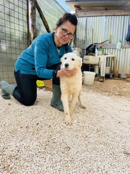 Cucciola Nala cerca casa 