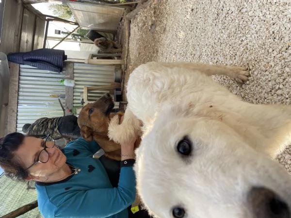 Cucciola Nala cerca casa  | Foto 0