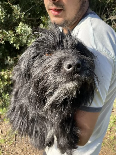 Pippo cerca casa  | Foto 2