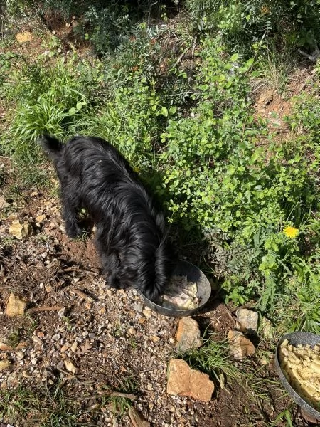 Pippo cerca casa  | Foto 0